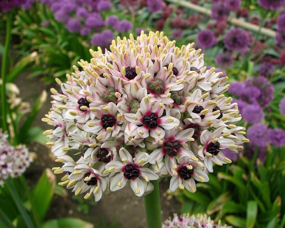 Allium 'Silver Spring'