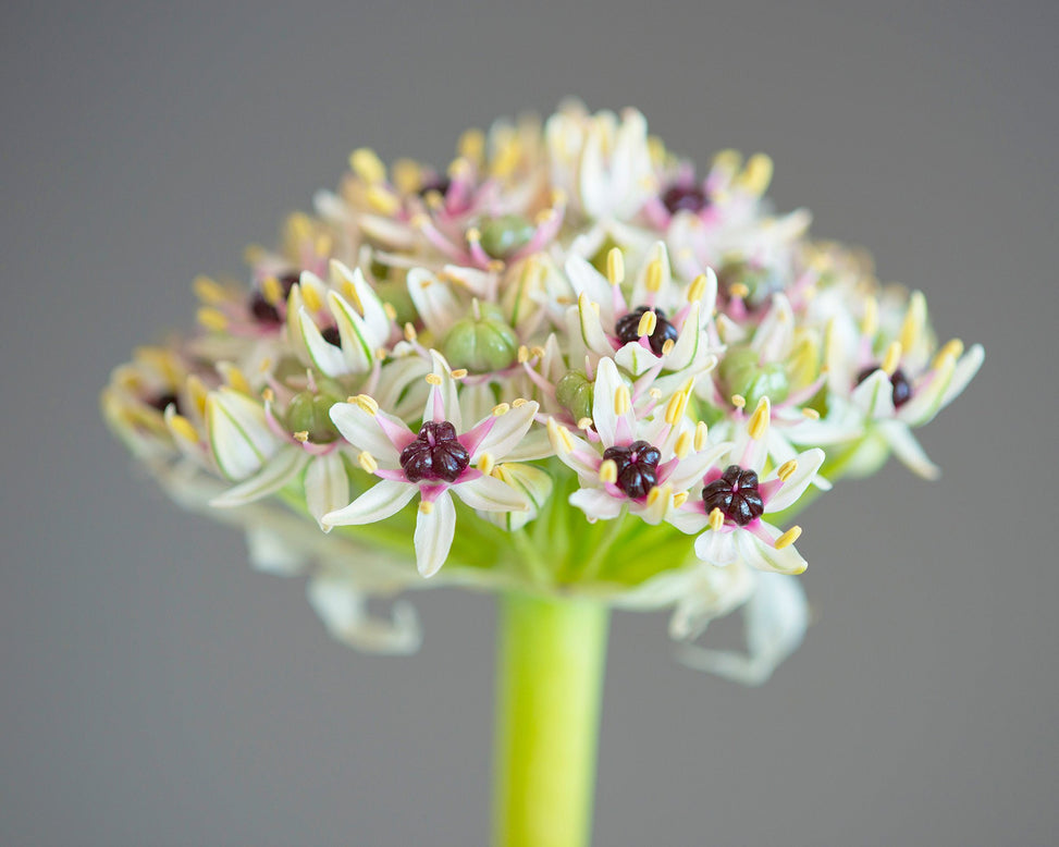 Flower BulbsSilver Spring Bulbs UK - 2