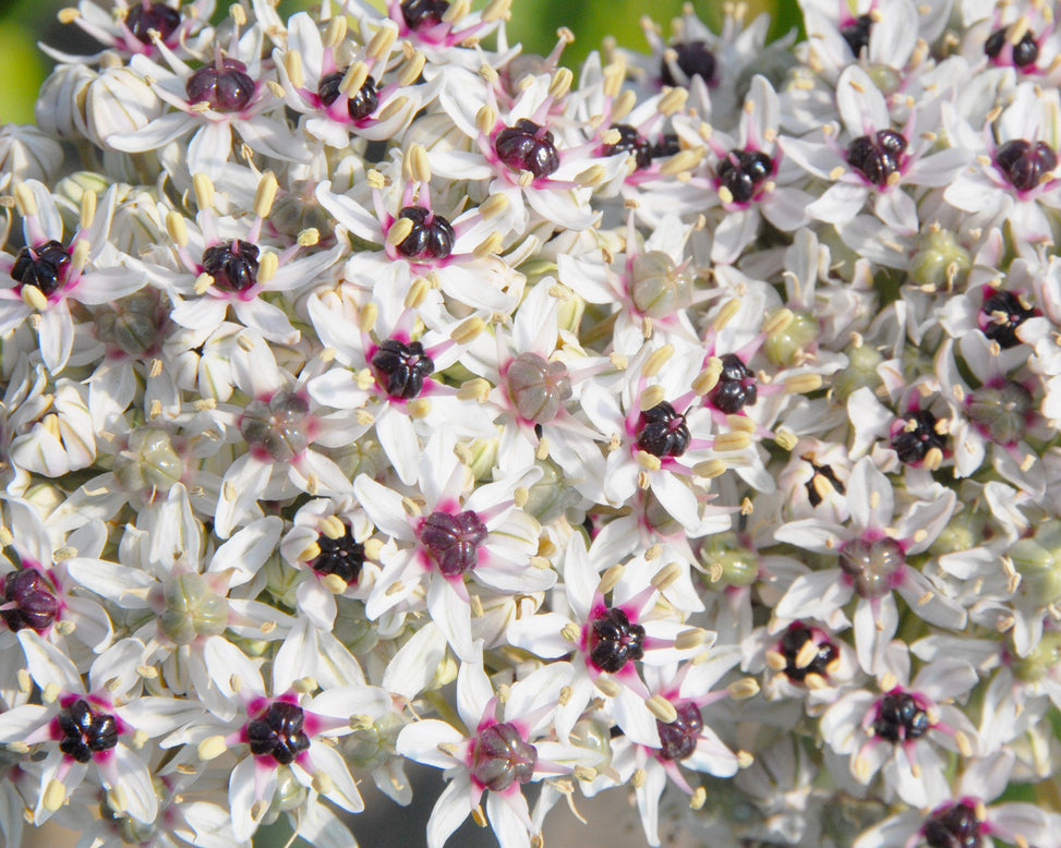 Flower BulbsSilver Spring Bulbs UK - 3
