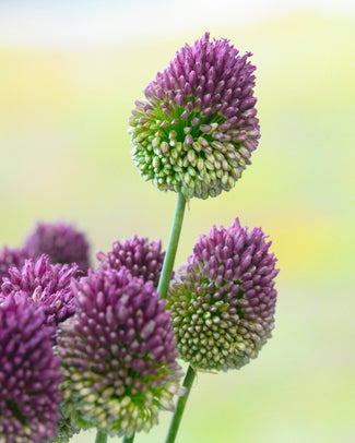 Allium sphaerocephalon Allium sphaerocephalon