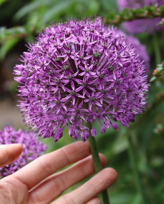 Allium 'Statos' Allium 'Statos'