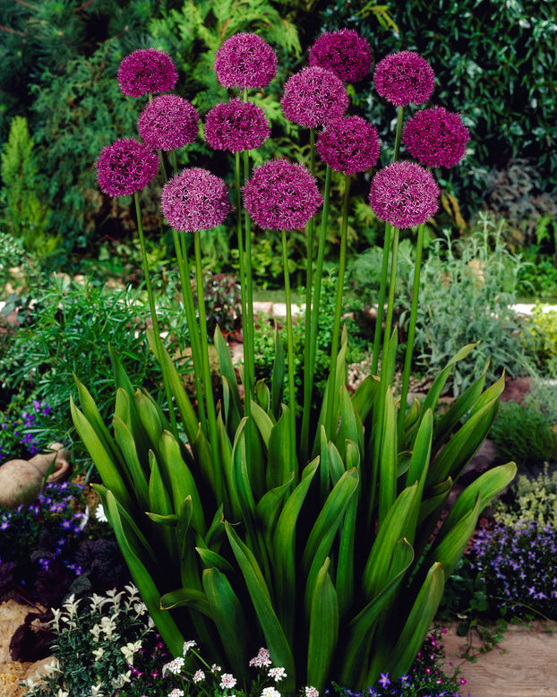 Allium 'Statos'