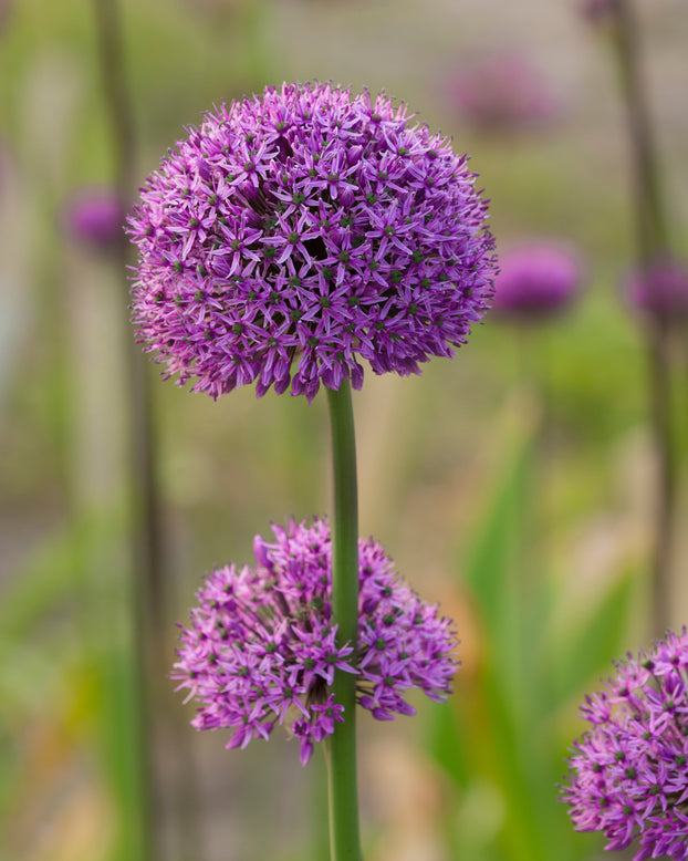 Allium 'Statos'