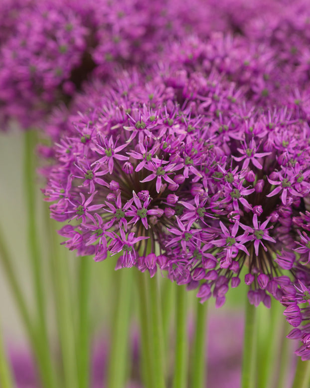 Allium 'Statos'