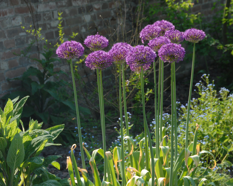 Allium 'Statos'