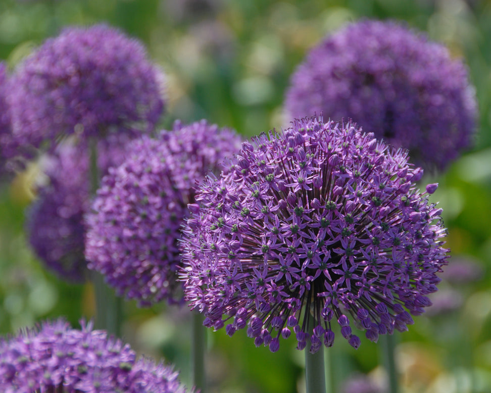 Allium 'Statos'