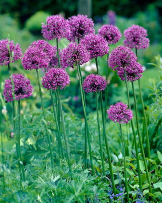 Allium 'Statos' Allium 'Statos'