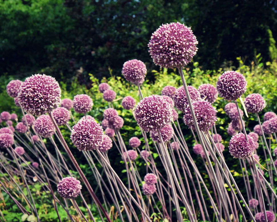 Allium 'Summer Drummer'