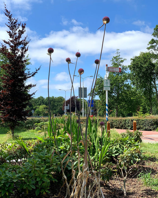 Allium 'Summer Drummer'