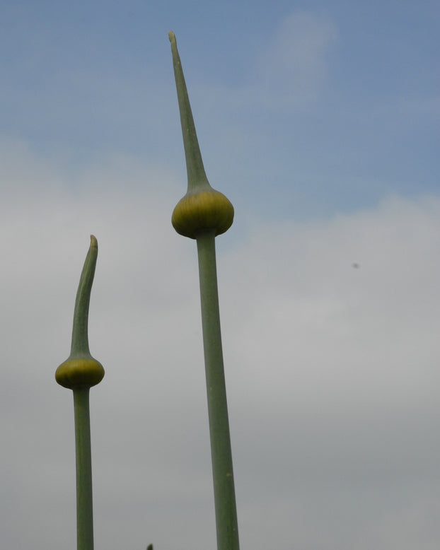 Allium 'Summer Drummer'