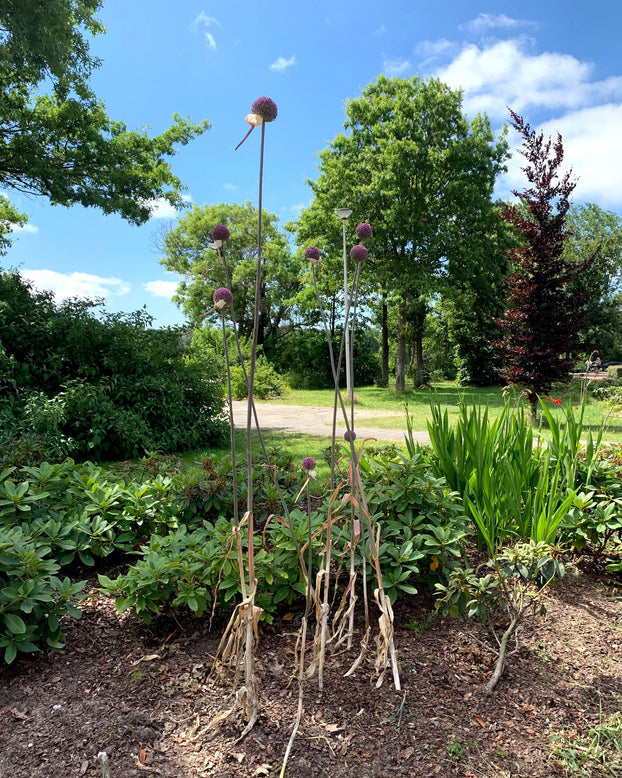 Allium 'Summer Drummer'
