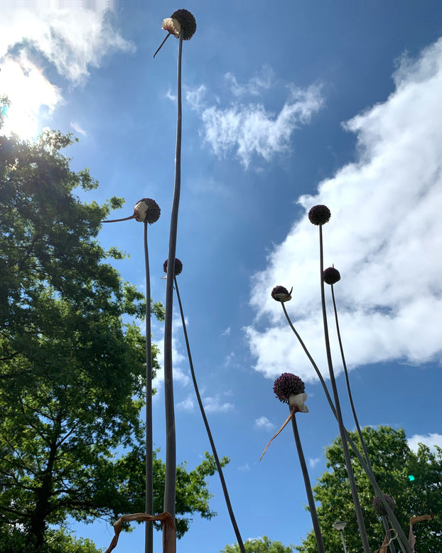 Allium 'Summer Drummer'