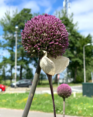 Allium 'Summer Drummer' Allium 'Summer Drummer'