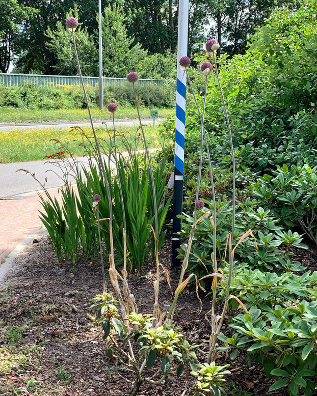 Allium 'Summer Drummer'