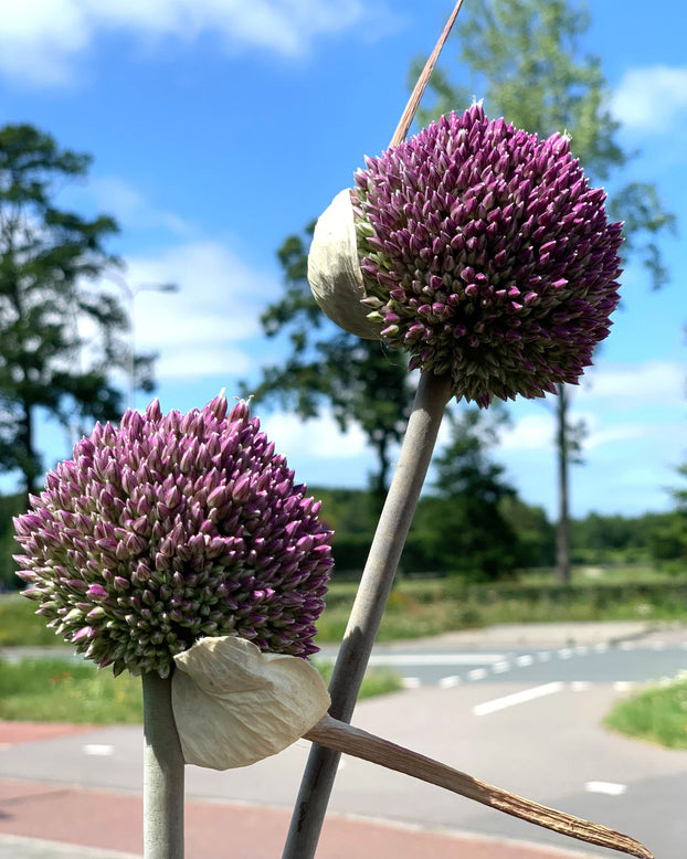 Allium 'Summer Drummer'