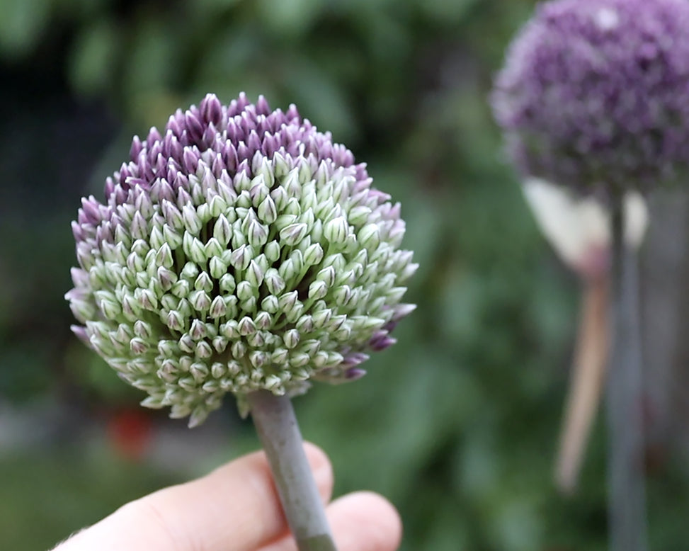 Allium 'Summer Drummer'