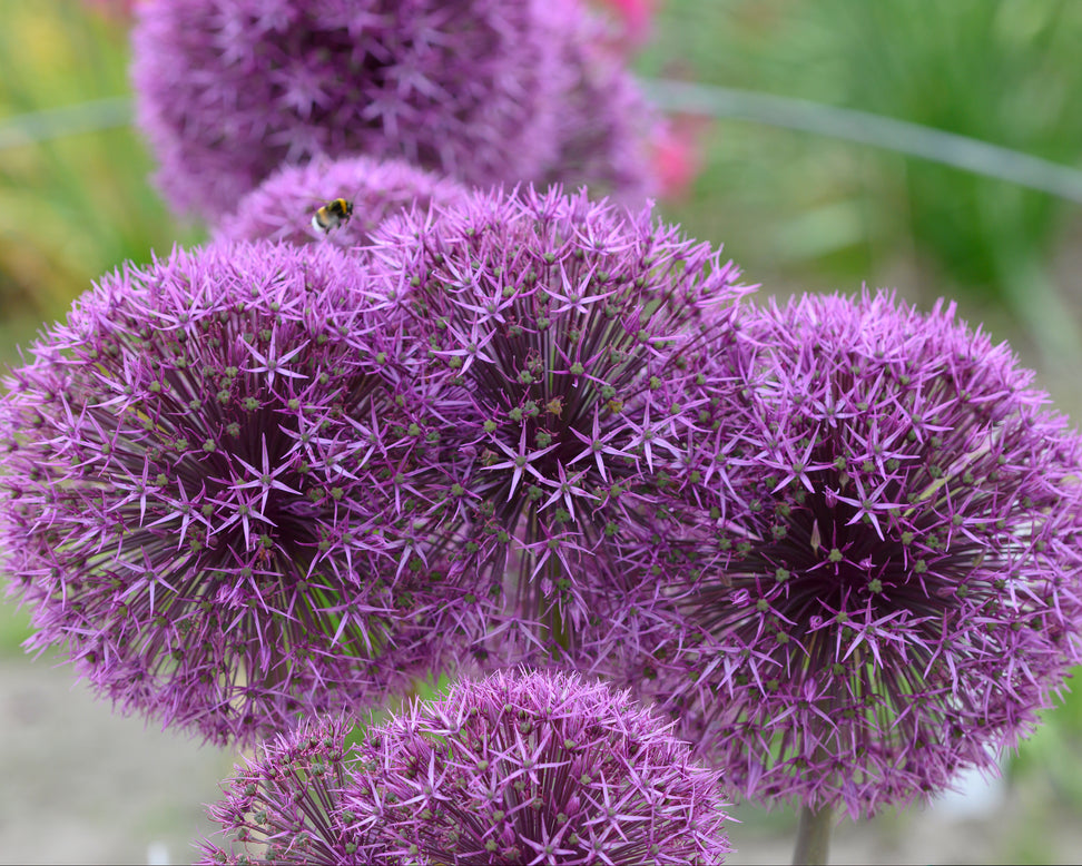 Allium 'Universe'