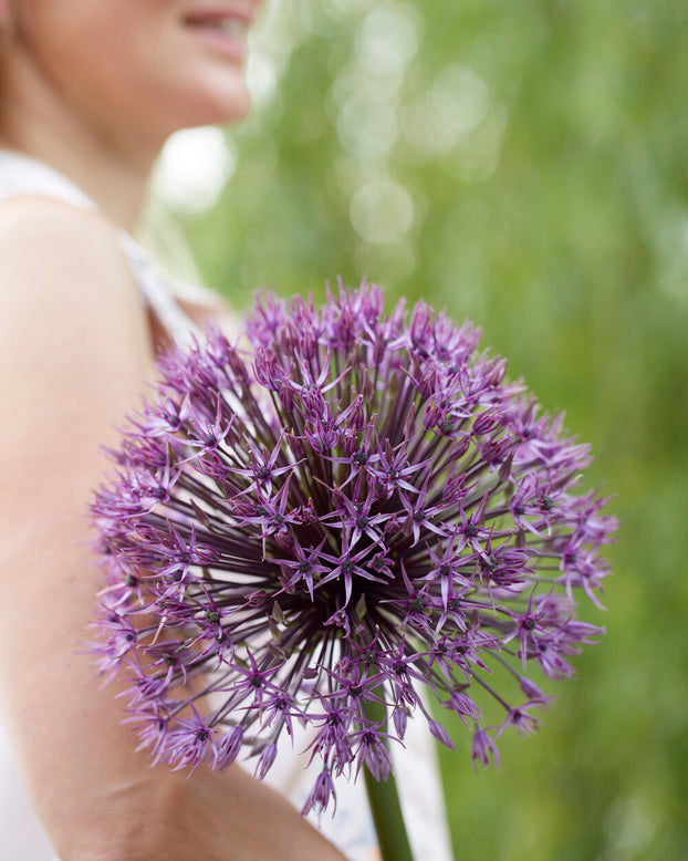 Allium 'Universe'