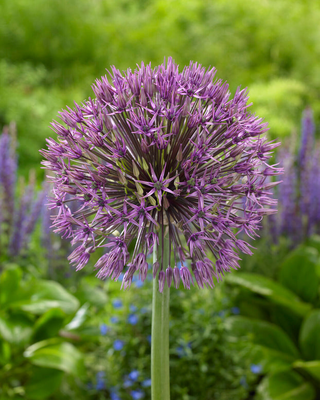 Allium 'Universe'