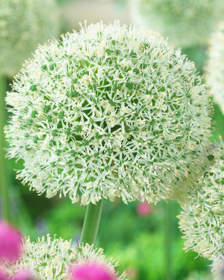 Allium 'White Giant' Allium 'White Giant'