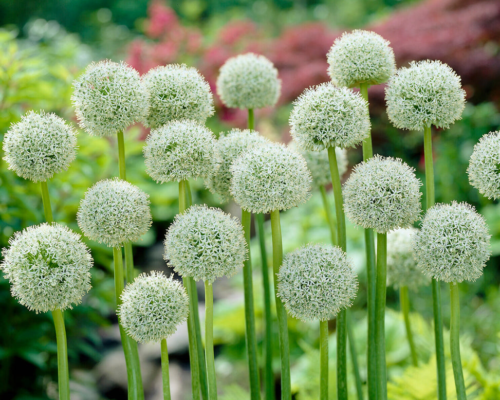 Allium 'White Giant'