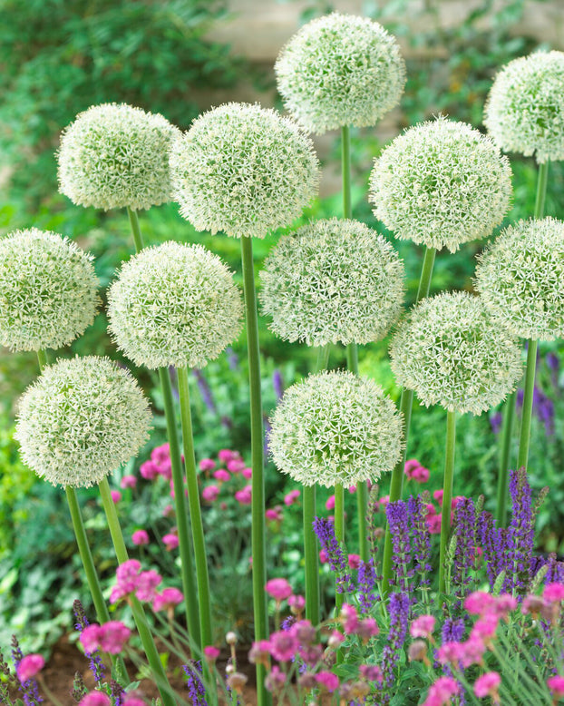 Allium 'White Giant'