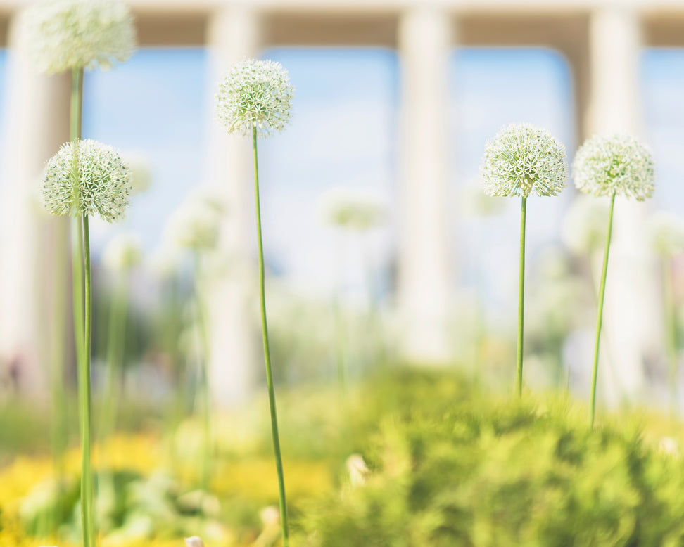 Allium 'White Giant'
