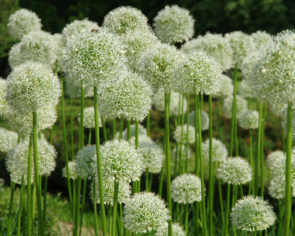 Allium 'White Giant'