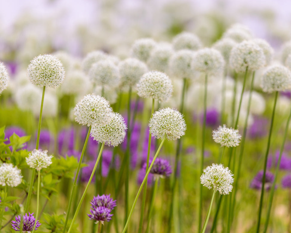 Allium 'White Giant'