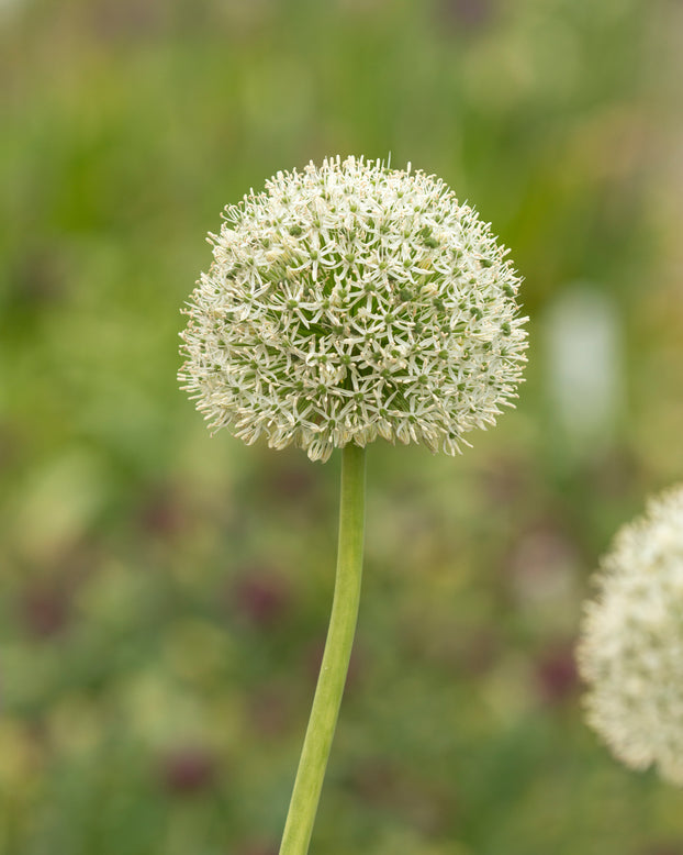 Allium 'White Giant'