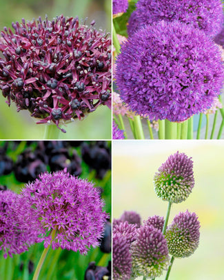 Allium collection 'Purple Rain' Allium collection 'Purple Rain'