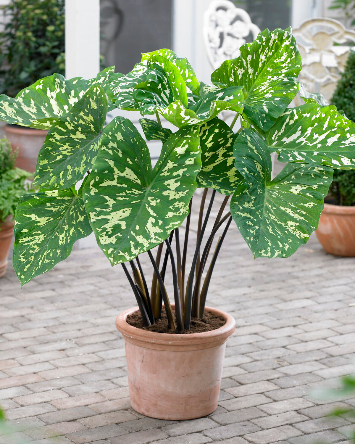 Alocasia Hilo Beauty Bulbs Uk