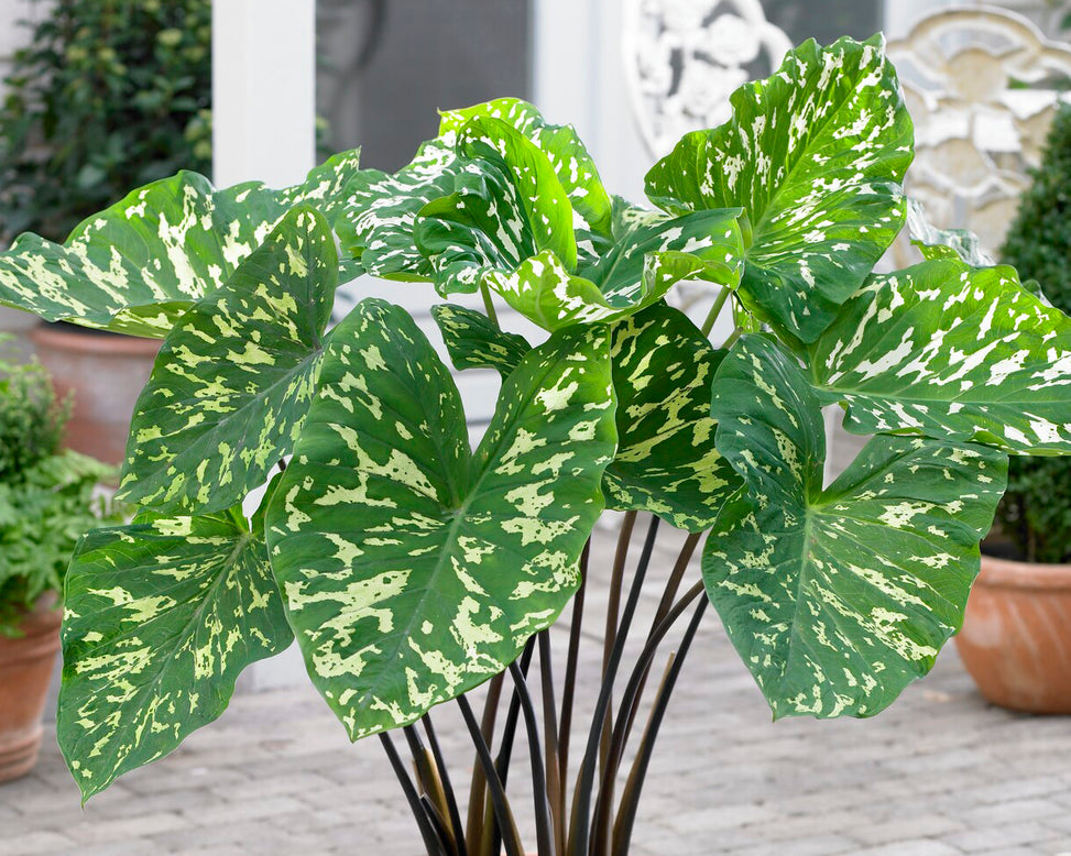 Alocasia 'Hilo Beauty'