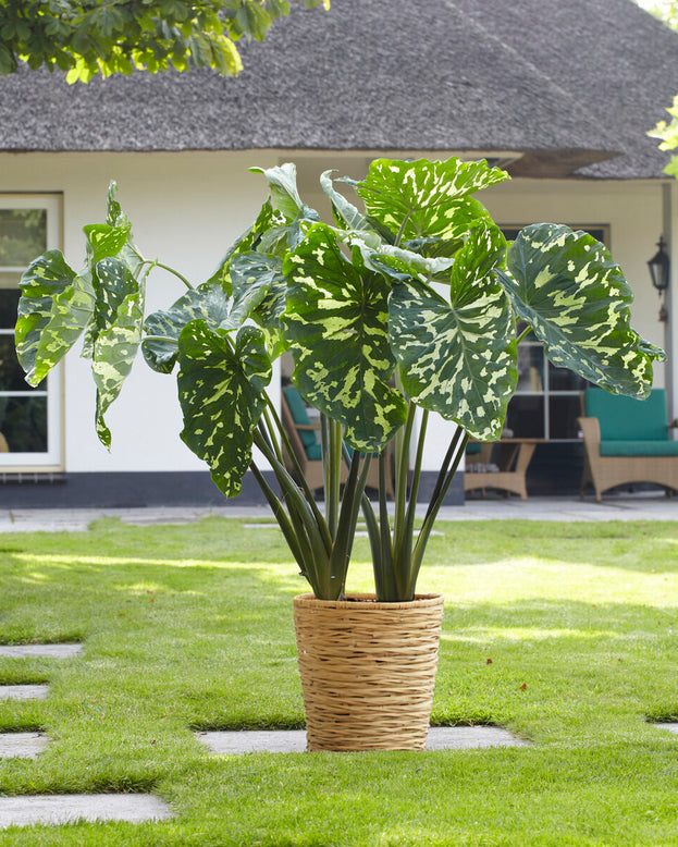 Alocasia 'Hilo Beauty'