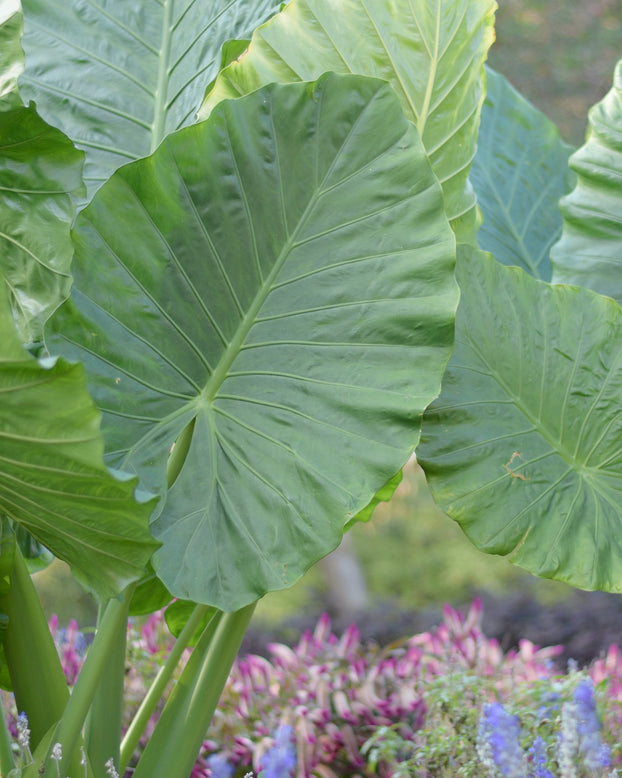 Alocasia odora