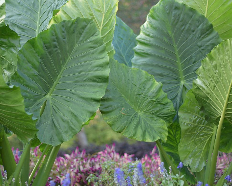 Alocasia odora