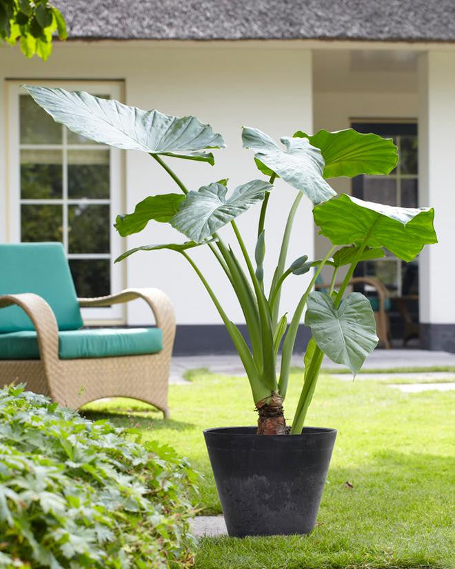 giant elephant ear plant uk Alocasia odora Bulbs