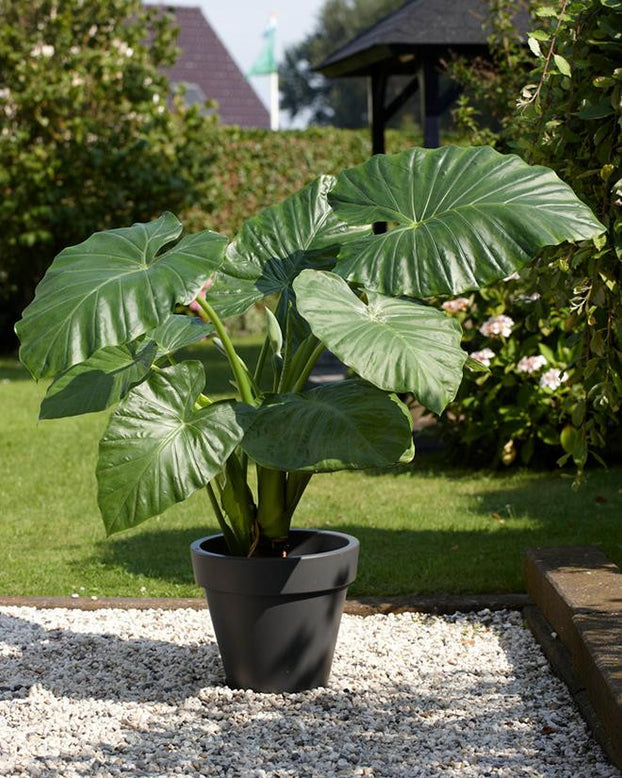 Alocasia odora
