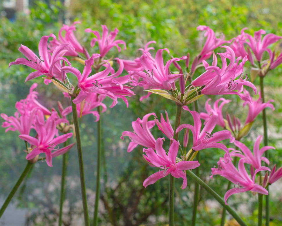 Amarine belladiva 'Aphrodite'