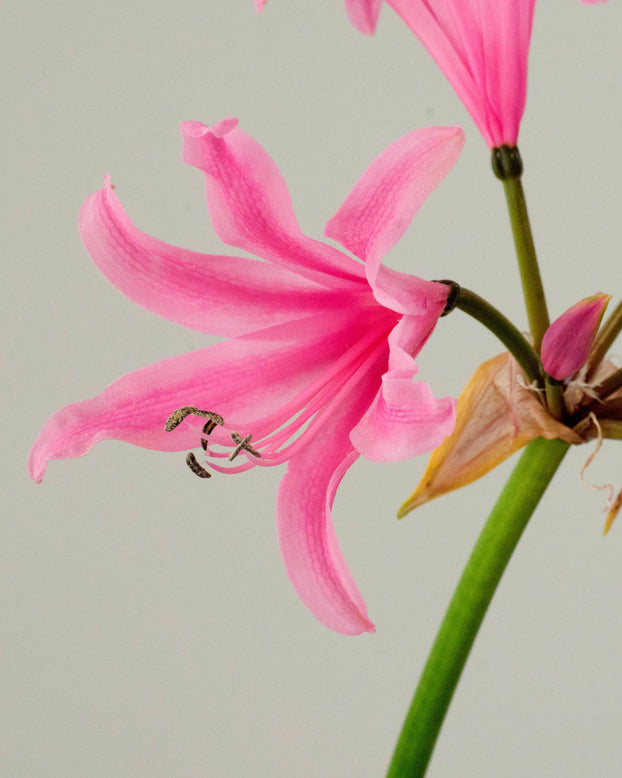 Amarine belladiva 'Aphrodite'