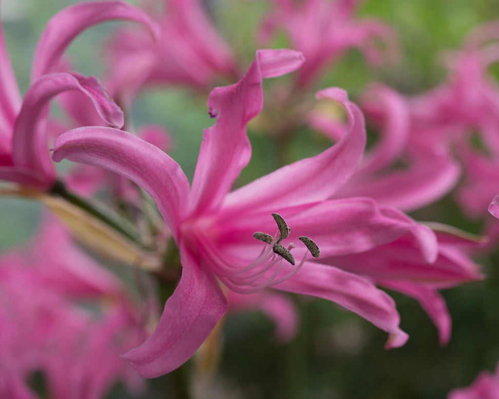 Amarine belladiva 'Aphrodite'