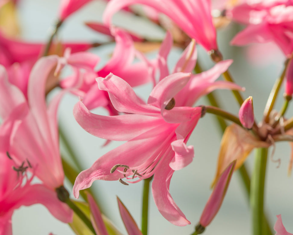 Amarine belladiva 'Aphrodite'