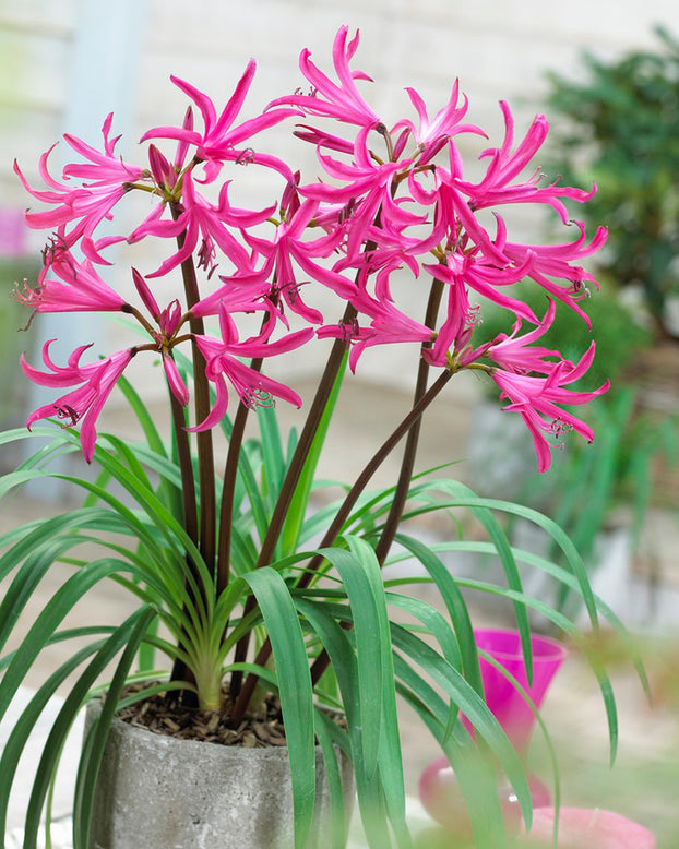 Amarine belladiva 'Tomoko'