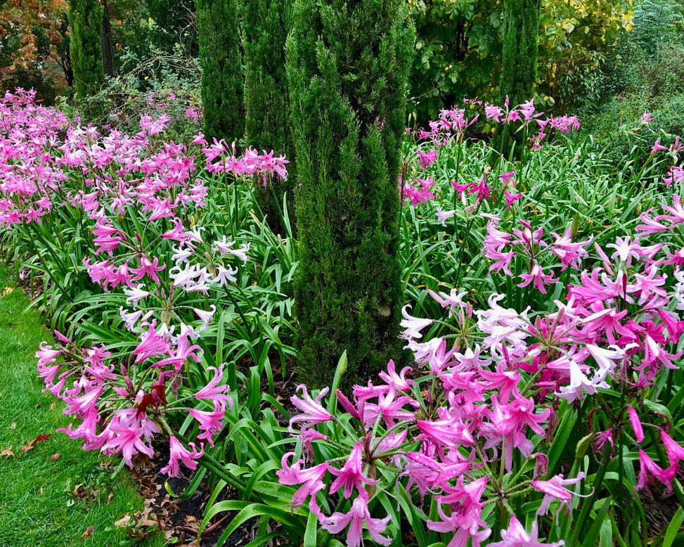 Amarine belladiva 'Aphrodite'