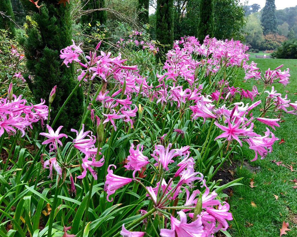 Amarine belladiva 'Aphrodite'