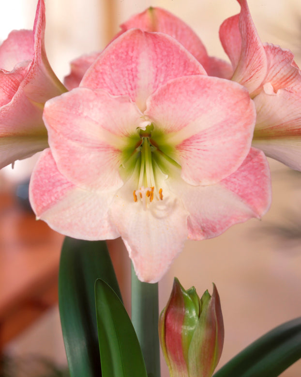 Amaryllis 'Apple Blossom'