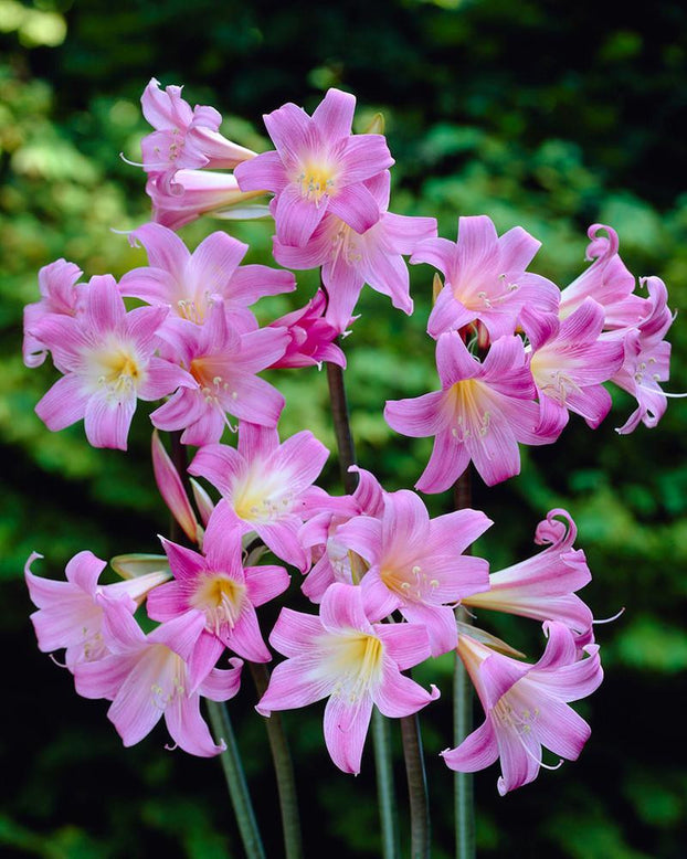 Amaryllis belladonna
