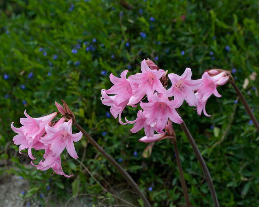 Amaryllis belladonna