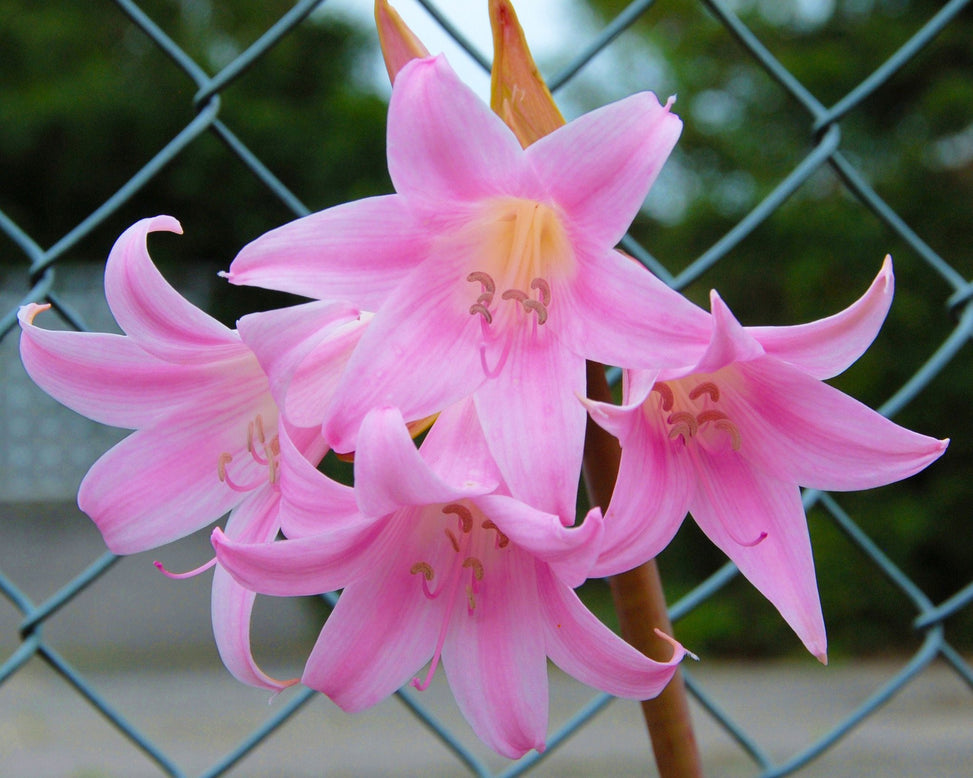 Amaryllis belladonna