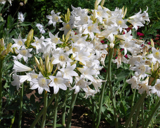 Amaryllis belladonna 'Alba' Amaryllis belladonna 'Alba'